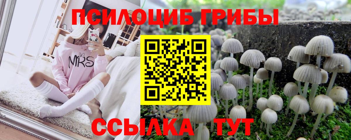 Галлюциногенные грибы мицелий  Вход с VPN  Тельмана  закладки  Галлюциногенные грибы Cubensis 